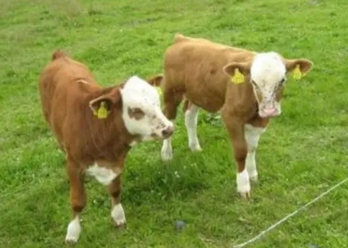 Holiday home Fh Panoramablick By Interhome Piesau